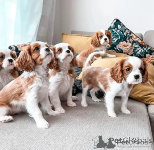 Photo №1. cavalier king charles spaniel - à vendre en ville de Milan | négocié | Annonce №137332