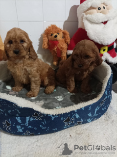 Photo №2 de l'annonce № 126638 de la vente chien à loutre - acheter à Serbie 