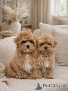 Photo №1. maltipu - à vendre en ville de Munich | négocié | Annonce №165533