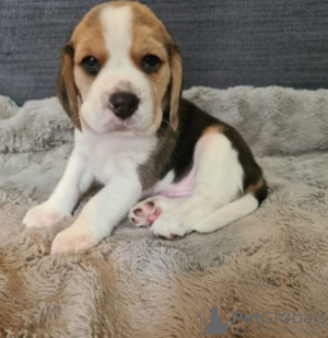 Photo №1. beagle - à vendre en ville de Vilnius | négocié | Annonce №94422