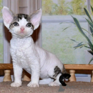 Photo №2 de l'annonce № 138094 de la vente devon rex - acheter à Allemagne éleveur