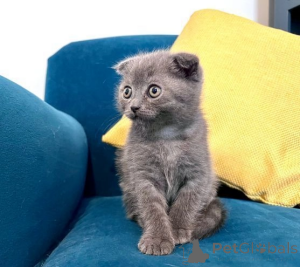 Photo №2 de l'annonce № 173960 de la vente scottish fold - acheter à USA 
