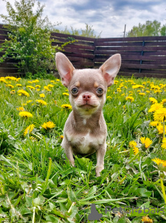 Photos supplémentaires: Le mâle Chihuahua est ouvert à l'accouplement.