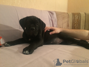 Photo №1. cane corso - à vendre en ville de Saint-Pétersbourg | négocié | Annonce №8581