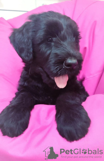 Photo №1. schnauzer géant - à vendre en ville de Krivoy Rog | 535€ | Annonce №78417