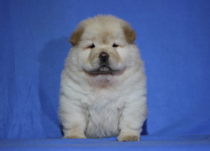 Photos supplémentaires: Chiots chow chow