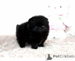 Photo №1. spitz nain - à vendre en ville de Dreieich | négocié | Annonce №167884