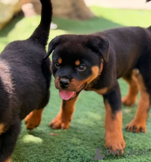 Photo №2 de l'annonce № 166175 de la vente rottweiler - acheter à Allemagne annonce privée