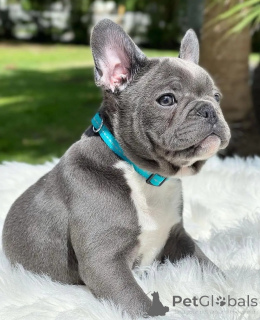 Photo №1. bouledogue - à vendre en ville de Berlin | négocié | Annonce №154944