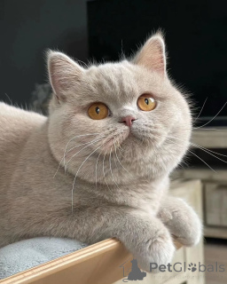 Photo №1. british shorthair - à vendre en ville de Hamar | négocié | Annonce № 155690