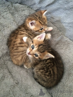 Photo №2 de l'annonce № 157793 de la vente chat de ceylon - acheter à Allemagne de l'abri, éleveur