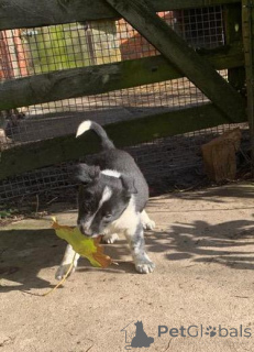 Photo №1. border terrier - à vendre en ville de Seda | négocié | Annonce №159993