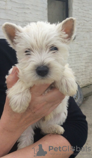 Photo №2 de l'annonce № 96958 de la vente west highland white terrier - acheter à La finlande annonce privée