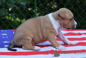 Photo №2 de l'annonce № 150141 de la vente american mastiff - acheter à Biélorussie annonce privée