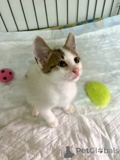 Photo №3. Chatons très mignons et touchants, un garçon et une fille cherchent un foyer. Fédération de Russie