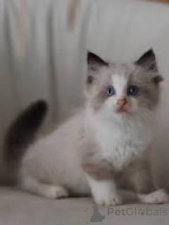 Photo №3. Chatons Ragdoll à vendre. France
