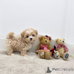 Photo №1. caniche (jouet) - à vendre en ville de Ansubrg | négocié | Annonce №168272