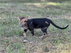 Photo №4. Je vais vendre bengal en ville de Дрезден. annonce privée, de la fourrière, éleveur - prix - négocié