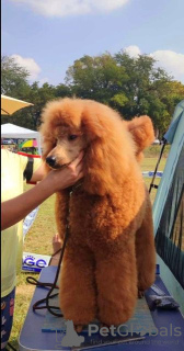 Photos supplémentaires: Chiots caniche royal