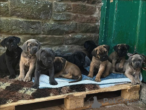 Photo №2 de l'annonce № 163769 de la vente cane corso - acheter à Italie annonce privée, éleveur