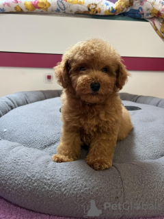 Photo №3. Caniche jouet rouge. Serbie