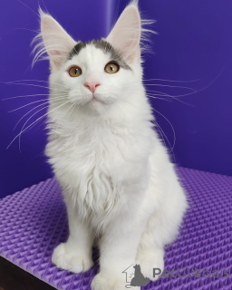 Photo №1. maine coon - à vendre en ville de Varmaland | négocié | Annonce № 156251