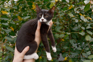 Photos supplémentaires: De merveilleux chatons en cadeau