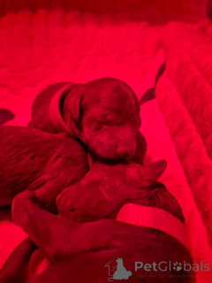 Photo №2 de l'annonce № 141729 de la vente caniche (nain) - acheter à Belgique annonce privée