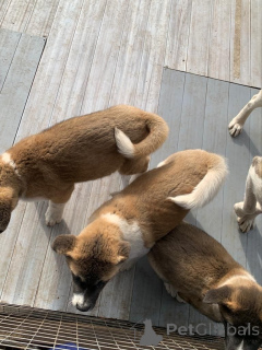 Photo №3. Chiots Akitas. Belgique