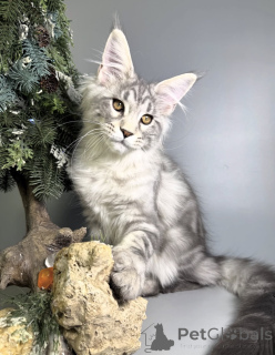 Photo №2 de l'annonce № 163665 de la vente maine coon - acheter à Allemagne éleveur