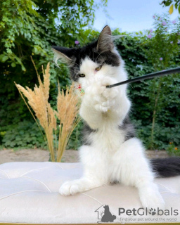 Photo №2 de l'annonce № 133052 de la vente maine coon - acheter à USA annonce privée