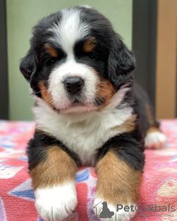 Photo №3. Sennenwelpen zu verkaufen. Allemagne