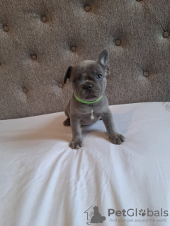 Photo №4. Je vais vendre bouledogue en ville de New york. annonce privée - prix - 568€