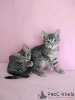 Photos supplémentaires: Les chatons Almazik et Topazik recherchent un foyer !