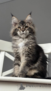 Photo №2 de l'annonce № 156811 de la vente maine coon - acheter à Danemark éleveur