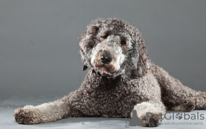 Photo №3. Tolle Labradoodle-Welpen aide à l'adoption à l'adoption. Allemagne