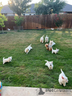 Photo №1. west highland white terrier - à vendre en ville de Salt Lake City | 425€ | Annonce №129576