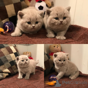 Photo №1. british shorthair - à vendre en ville de Helsinki | 400€ | Annonce № 169079