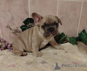 Photo №1. bouledogue - à vendre en ville de Minsk | 563€ | Annonce №160929