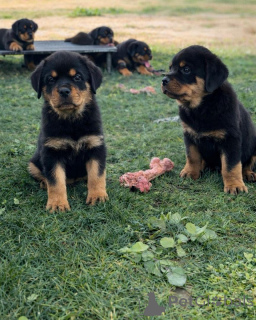 Photo №1. rottweiler - à vendre en ville de Berlin | négocié | Annonce №166816