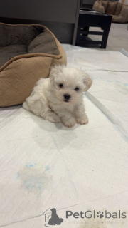 Photo №1. bichon maltais - à vendre en ville de Anvers | Gratuit | Annonce №161610