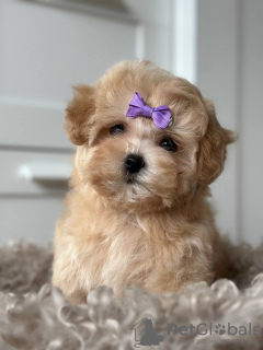 Photo №3. Maltipoo F1. Allemagne