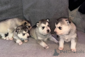 Photo №1. husky de sibérie - à vendre en ville de Erftstadt | 350€ | Annonce №178879