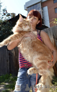 Photo №1. maine coon - à vendre en ville de Irkoutsk | 485€ | Annonce № 142483