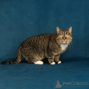 Photo №4. Je vais vendre  en ville de Москва. annonce privée - prix - Gratuit