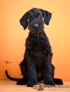 Photo №2 de l'annonce № 122222 de la vente schnauzer géant - acheter à Serbie 