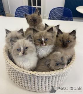 Photo №1. ragdoll - à vendre en ville de Basel | négocié | Annonce № 161154