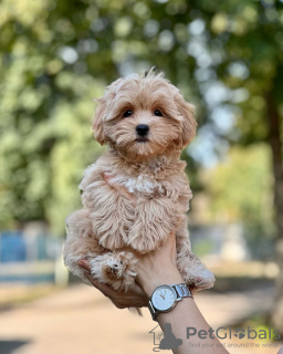 Photos supplémentaires: Chiots Maltipoo élevés dans une maison familiale