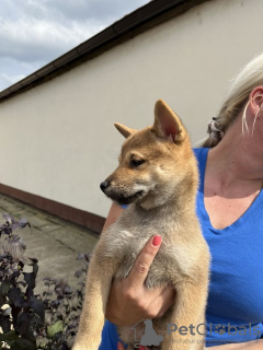 Photos supplémentaires: Chiots Shiba Inu