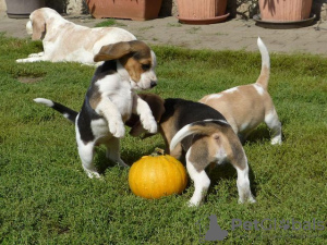 Photo №1. beagle - à vendre en ville de Berlin | Gratuit | Annonce №126392